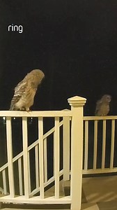 These owls were having a real hoot! | Ring