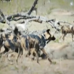 61K views · 754 reactions | Wild dogs attack and eat wild boar  Join us to get more information: Amazing Animals | Animals Diary | Facebook