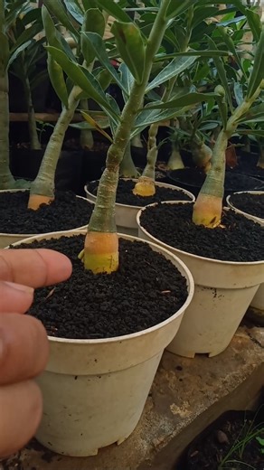 The Uniqueness of Golden Root Adenium 😍