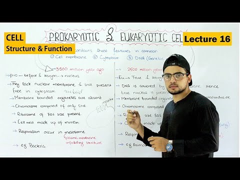 Prokaryotic and eukaryotic cell | Differences and Similarities | Video 16