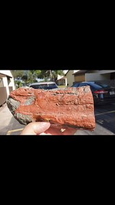 Tusher Canyon limb cast. This beautiful specimen is almost too good to be true! Wonderful petrified woods and limb casts have been found in this geologically fascinating area. -Utah, USA. Credit Alan Meltzer #petrifiedwood #fossils #rocks #rockhound #minerals | Earth Treasures