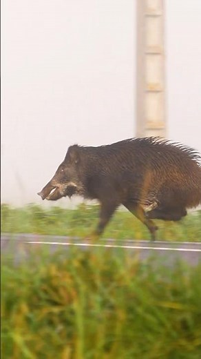 Magnifique petit sanglier de 55 Kilos !! #chasse #chasseur