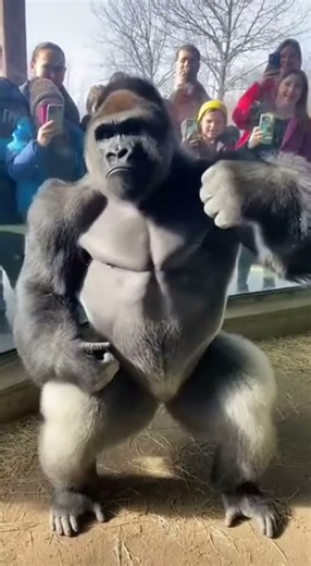 This Dancing Gorilla Has Better Moves Than Us 😭😂🦍