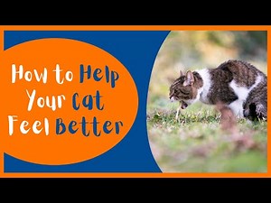Common Causes Of Vomiting In Cats (How To Prevent It)