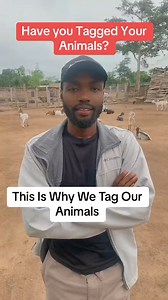 Tagging is very important when it comes to Livestock Farming. That is why at Semanhyia farms we make sure every animal at the farm is tagged! #semanhyiafarms #farminginafrica #livestock #tagging #goat🐐 #pigs #eartags #ghanatiktok🇬🇭 #nigeriantiktok🇳🇬 | Farming In Africa