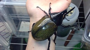 8.5K views · 108 reactions | Hercules Beetle, (Dynastes hercules ssp. hercules) He lost his thoracic horn when he flew into a bookshelf and fell but he's still one hell of a monster. :) ~~~~~ Youtube- https://www.youtube.com/watch?v=Jmjh_Vv7h_A | Richard's Inverts | Facebook