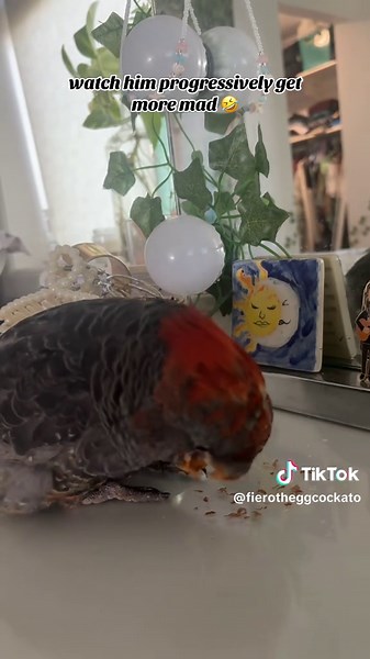 Mad that his almond is over and then more mad that i’m laughing at him 😆😆😆 #australianbirds #bird #ganggangcockatoo #funny #angrybirds