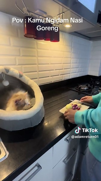 Ngidam Nasi Goreng: Tips dan Mini Vlog Sehari-hari