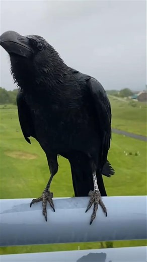 Crows Literally Judge Each Other In Court 🐦‍⬛ #AnimalSecrets #Shorts