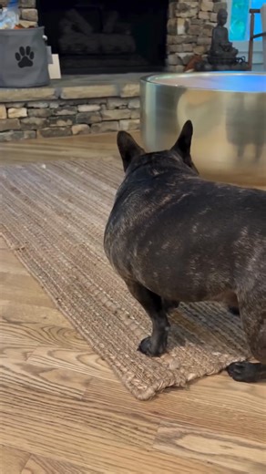 10K views · 457 reactions | franklin is just a ball of silly  sometimes he would accidentally run into something and scare himself and then back to his usual self 路‍♀️ | French Bulldog | Facebook