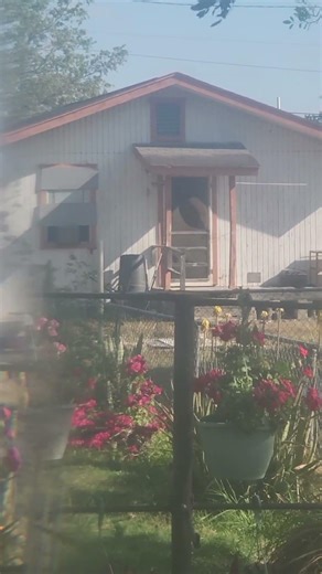 Monitoring lizard back at it again