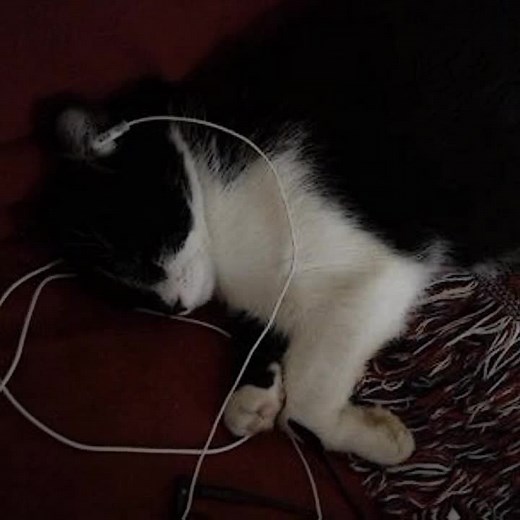 Replying to @amielia_04 nah #perfect #onedirection #lyrics #sadvibes #cat #viral #dbannedtroops #fypシ #xyzbca #fyp