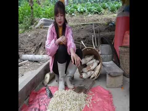 The season of digging wild potatoes has arrived.