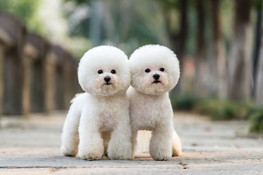 14 Small White Dog Breeds That Will Wiggle Their Way Into Your Heart