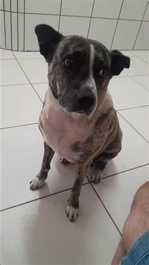 Australian Cattle Dog #cutepuppy #doglove #happydog #ilovemydog #shorts #nature