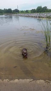 3K views · 91 reactions | Do your pitty bulls like to swim? I promise that I did eventually put down the phone and help her but it was too funny not to video. Portia loves to wallow in the water because she is part hippo. The boat ramp is extremely slick and even though she is trying her hardest to come to me she just keeps going backwards. :) | Virginia Paws for Pits | Facebook