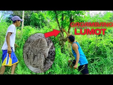 HOW TO HUNT SPIDER | PHILIPPINES FIGHTING SPIDER