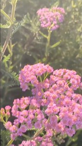 Pink Yarrow Transforms When the Sun Sets~NO SPECIAL EFFECTS/AI~Nature in REAL TIME!