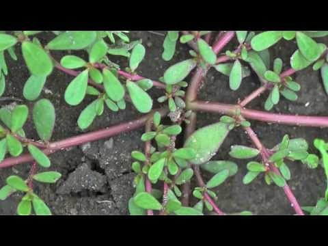 Purslane Identification