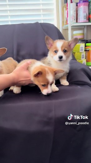 Adorable Pembroke Welsh Corgi puppies are ready for reservation. They are red/white bicolor with beautiful scarf. Comes with AKC registration paper (limited). The vaccinations and deworming are up to date. Tail docked. Potty trained. #corgi #corgipuppy #corgisoftiktok