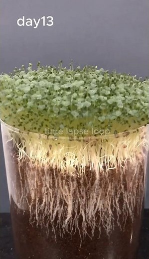 "15 Days of Chia Growth in Just 10 Seconds! (Mesmerizing Time-Lapse)"