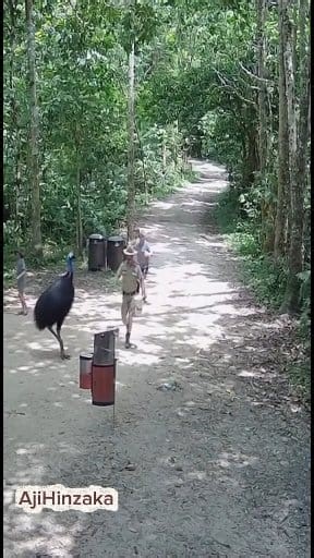 12K views · 34 reactions | Cassowary bird tries to attack National Park visitors #Reels #ai #sora2 #animalattack #viral #usa #worldtoday #washington | Aji Hinzaka | Facebook