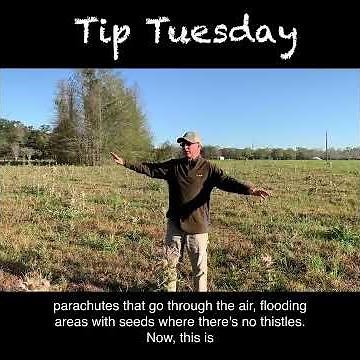 How to Control Bull Thistle