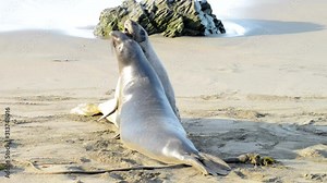 HD video Two young male bull elephant seals fighting on the beach in Central California. The bulls engage in fights of supremacy to determine who will get to mate with the females.