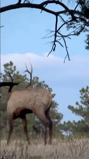 Bull comes charging in CLOSE! #elk #elkhunting #hunting #buckstormsd
