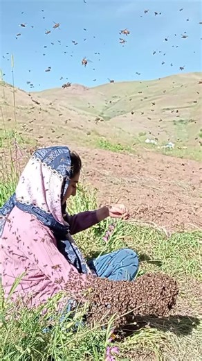 ‎فاتح عبدی 🍯 زنبوردار 💚 تابع قوانین الهی 💚‎ on Instagram‎: "چلچمه اواخر خرداد ۱۴۰۴ #چلچمه #روستای_بست #فاتح_عبدی_زنبوردار_۰۹۱۸۴۱۳۹۰۲۲ #زنبورستان_برادران_عبدی #زنبورداری"‎