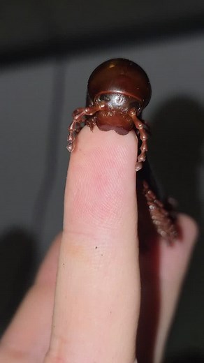 Es gibt sie wirklich – die Aliens unter uns! 👽🌍 Und dieses faszinierende Wesen hier? Das ist ein afrikanischer Riesentausendfüßer, ein echtes Mini-Alien aus der Tierwelt. Seine Panzersegmente, seine unzähligen Beinchen und seine ruhige Art machen ihn zu einem der außergewöhnlichsten Erdbewohner überhaupt. 🐛✨ #Tausendfüßer #AfrikanischerRiesentausendfüßer #ExotischeTiere #AlienVibes #Insektenliebe #Terraristik #Wildlife #NatureLove #FaszinationNatur #Viral | Viecherhirte