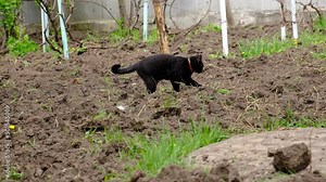 The black cat is pooping. The animal digs in the ground removing poop. the cat in the garden drips with its paws a place for the toilet.