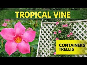 Mandevilla Vine Care & Uses | Tropical Flowering Vine for Trellises & Containers