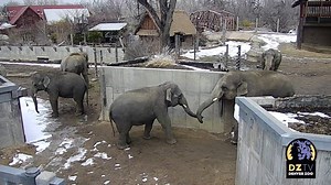 Over the past couple of weeks, Jake and Chuck, our newest Asian elephant residents, have met Groucho, Bodhi and Billy in small groups or pairs as the elephant care team carefully assessed the behavior each individual involved. It all came down to the grand finale last week, when all five male elephants shared the same habitat in Toyota Elephant Passage for the first time! So why is this a big deal? Read more to find out: http://bit.ly/2GQuFhj | Denver Zoo Conservation Alliance