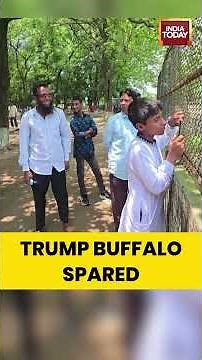 Bangladesh's Viral 'Trump' Albino Buffalo Spared From Eid Sacrifice | #albino #trumpbull #bangladesh