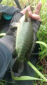 What is the name of this creature in your area, friend... #fishing #shotrs #betok