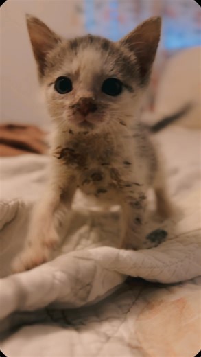 6K views · 5.2K reactions | Who remembers Nancy?  Just three weeks ago, this tiny kitten was infested with maggots and near death. Thanks to our kind neighbor who rusher her to us, and the amazing staff at Bright Eyes and Bushy Tails for tending to her wounds and prescribing her all the right meds, and all of YOU who donated to her care- Nancy is thriving! Ya know what they say? It takes a village! And we are grateful for ours.  | Iowa Farm Sanctuary | Facebook