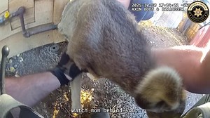 42K views · 752 reactions | Deer Drama Animal Control Officer Clark...
