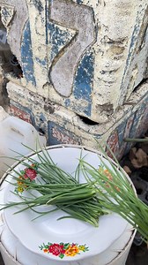 251K views · 1.5K reactions | Panen daun bawang dari umbi bawang | Bapak'x Naura | Facebook