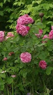 Never Move a Shrub Before Watching This🌿