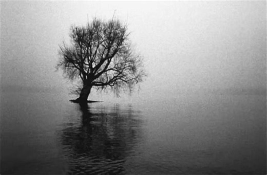 Poison tree 𖣂 #poisontree #fyp #aesthetic #edit | poison tree