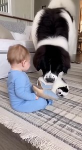 1.5K views | A massive Landseer Newfoundland gently carries a tiny black-and-white puppy to a delighted baby sitting on the floor. When the puppy flops onto its back and starts wiggling, the baby erupts into infectious laughter that fills the entire room! | Daily Clippy | Facebook