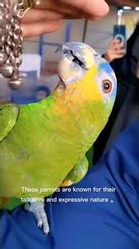 Meet the Blue-fronted Amazon—Smart, Vocal, and Full of Personality 🦜#amazonparrot #parrot #parrots