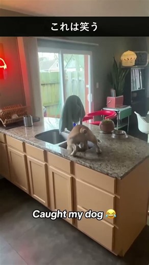 何度でも見たくなる犬のおもしろ場面まとめ #わんこ #面白い犬 #犬動画
