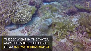 2.3K views | Find out why coral reefs in murky water could provide help to corals in clear waters survive the effects of climate change. | National Geographic UK | Facebook