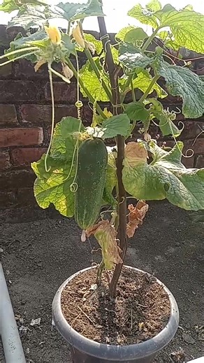 Allah mohan | Mohibul Islam