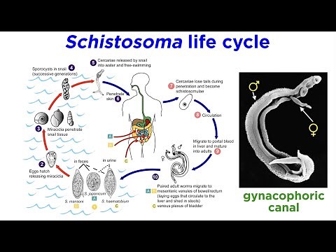 Phylum Platyhelminthes Part 3: Parasitic Trematodes and Monogeneans