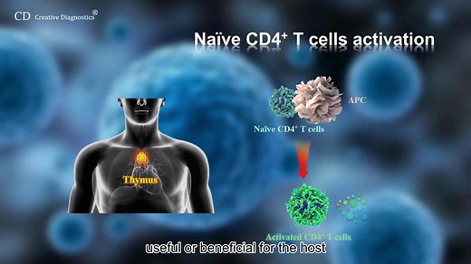 CD4T cell 分类及功能 CD4 T cell differentiation~