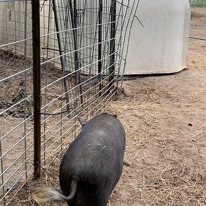 Look at Ophelia GOOOOOOO!!! Just a few minutes a day but she’s making progress 🙌🏻🙌🏻🙌🏻💕🐖💕 | My Pig Filled Life