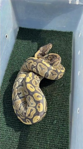 Meet the Newest Addition to our Reptile Family, 2 Ball Pythons #reptiles #animals #pets #zoo #snakes
